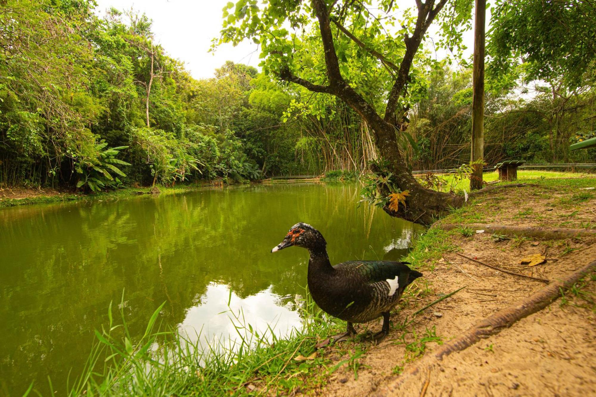 סאו פדרו Hotel Fazenda Fonte Colina Verde מראה חיצוני תמונה